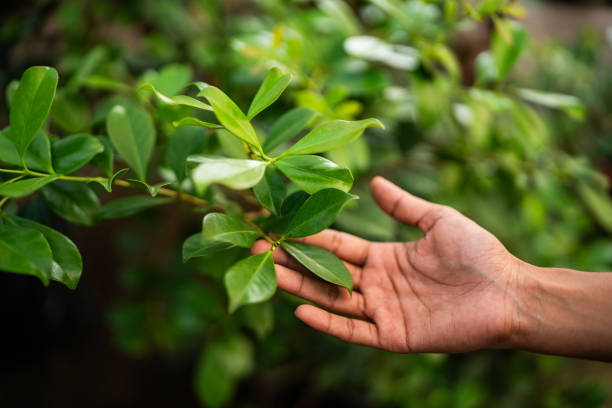 Best Commercial Tree Services  in Rock Springs, NM