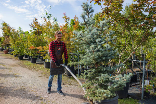  Rock Springs, NM Tree Services Pros
